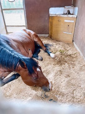 ノーザンホースパークに投稿された画像（2021/8/22）