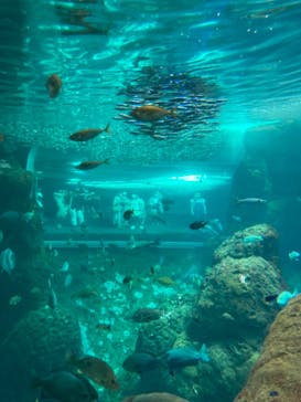 新江ノ島水族館に投稿された画像（2021/8/22）