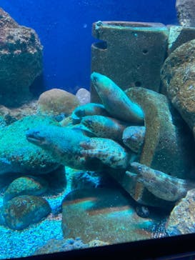 新江ノ島水族館に投稿された画像（2021/8/22）