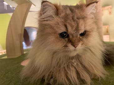 Moff animal world MARK IS みなとみらい店に投稿された画像（2021/8/22）