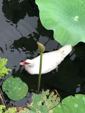 美らヤシパークオキナワ・東南植物楽園に投稿された画像（2021/8/22）