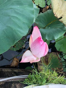 美らヤシパークオキナワ・東南植物楽園に投稿された画像（2021/8/22）