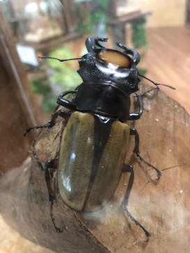 美らヤシパークオキナワ・東南植物楽園に投稿された画像（2021/8/22）