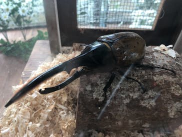 美らヤシパークオキナワ・東南植物楽園に投稿された画像（2021/8/22）