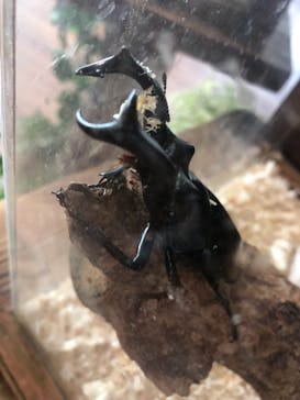 美らヤシパークオキナワ・東南植物楽園に投稿された画像（2021/8/22）