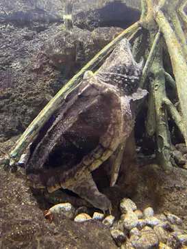 天王寺動物園に投稿された画像（2021/8/22）