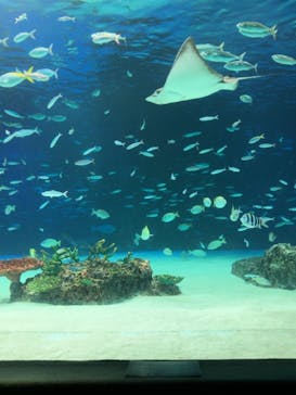 サンシャイン水族館に投稿された画像（2021/8/22）