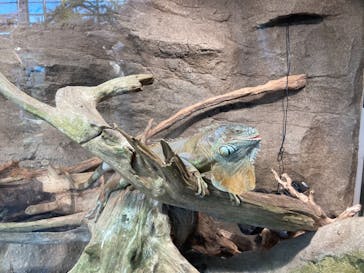 鳥羽水族館に投稿された画像（2021/8/22）