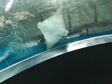 マクセル アクアパーク品川に投稿された画像（2021/8/22）