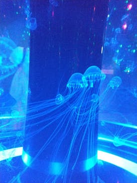 マクセル アクアパーク品川に投稿された画像（2021/8/22）