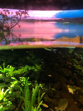 カワスイ 川崎⽔族館に投稿された画像（2021/8/22）