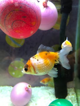 カワスイ 川崎⽔族館に投稿された画像（2021/8/22）