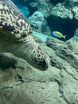 名古屋港水族館に投稿された画像（2021/8/22）