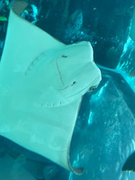 名古屋港水族館に投稿された画像（2021/8/22）