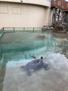 新江ノ島水族館に投稿された画像（2021/8/22）