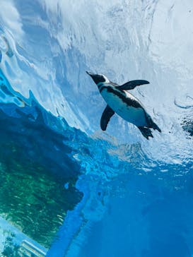 サンシャイン水族館に投稿された画像（2021/8/22）