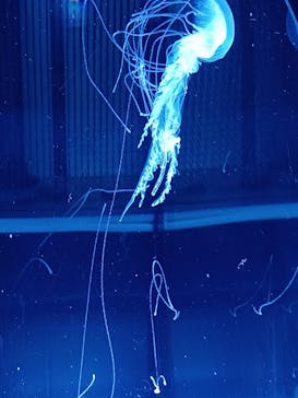 名古屋港水族館に投稿された画像（2021/8/22）