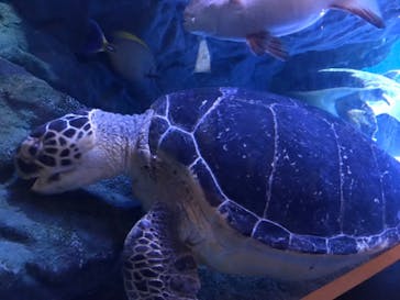 マクセル アクアパーク品川に投稿された画像（2021/8/22）