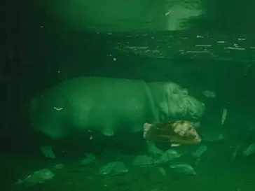 天王寺動物園に投稿された画像（2021/8/22）