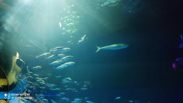 島根県立 しまね海洋館に投稿された画像（2021/8/22）