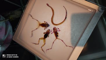 島根県立 しまね海洋館に投稿された画像（2021/8/22）