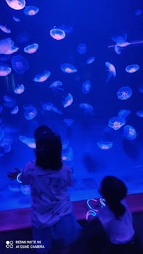 島根県立 しまね海洋館に投稿された画像（2021/8/22）