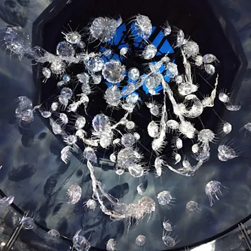 横浜・八景島シーパラダイスに投稿された画像（2021/8/22）