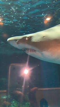 しながわ水族館に投稿された画像（2021/8/22）