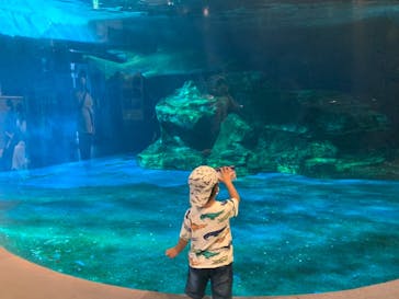 しながわ水族館に投稿された画像（2021/8/22）