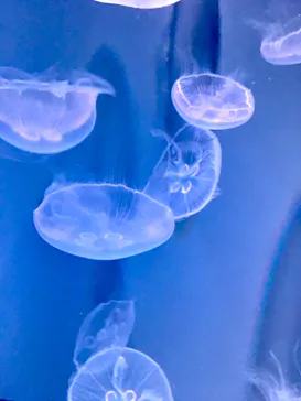 すみだ水族館に投稿された画像（2021/8/22）