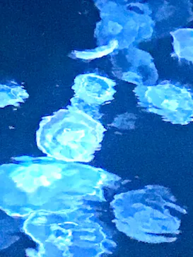 すみだ水族館に投稿された画像（2021/8/22）