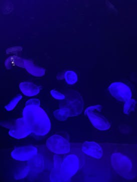 サンシャイン水族館に投稿された画像（2021/8/22）