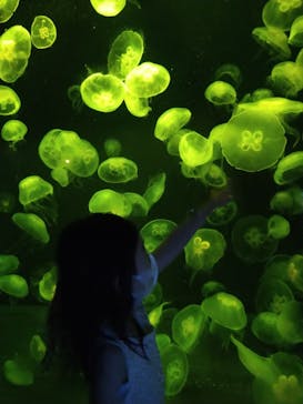 伊豆・三津シーパラダイスに投稿された画像（2021/8/22）