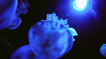 すみだ水族館に投稿された画像（2021/8/22）