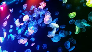 すみだ水族館に投稿された画像（2021/8/22）