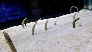 すみだ水族館に投稿された画像（2021/8/22）