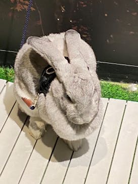 Moff animal world MARK IS みなとみらい店に投稿された画像（2021/8/23）