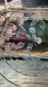 伊豆・三津シーパラダイスに投稿された画像（2021/8/23）