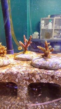 伊豆・三津シーパラダイスに投稿された画像（2021/8/23）