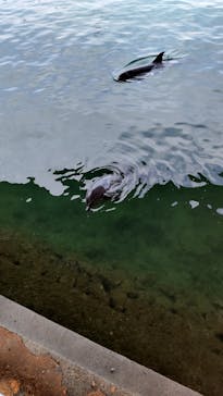 伊豆・三津シーパラダイスに投稿された画像（2021/8/23）