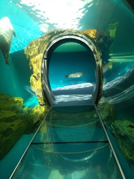 しながわ水族館に投稿された画像（2021/8/23）