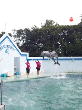 しながわ水族館に投稿された画像（2021/8/23）