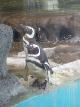 しながわ水族館に投稿された画像（2021/8/23）