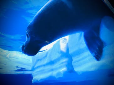 サンシャイン水族館に投稿された画像（2021/8/23）