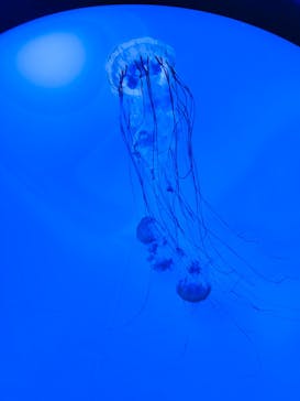 サンシャイン水族館に投稿された画像（2021/8/23）