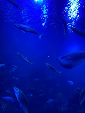 京都水族館に投稿された画像（2021/8/23）