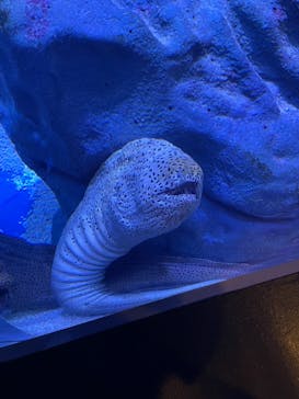 マクセル アクアパーク品川に投稿された画像（2021/8/23）