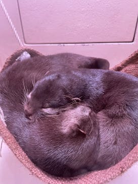 マクセル アクアパーク品川に投稿された画像（2021/8/23）