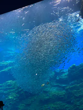 仙台うみの杜水族館に投稿された画像（2021/8/23）