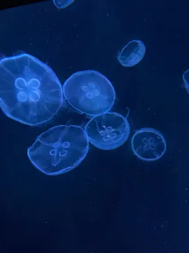 すみだ水族館に投稿された画像（2021/8/23）
